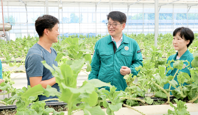 딸기 휴경기 상추 심기…배추는 준고랭지 재배